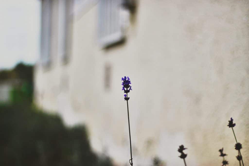 Stemningsbillede lavendel